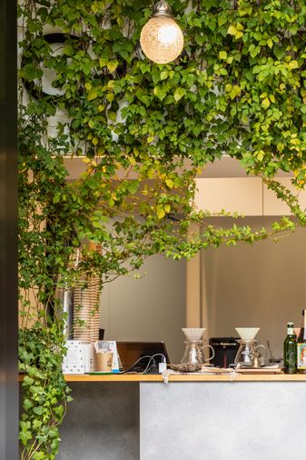 Exterior of a Kyoto café serving area, framed by dense ivy, with stacked cups, two glass Hario brewers, and a bulb pendant glowing through the leaves.